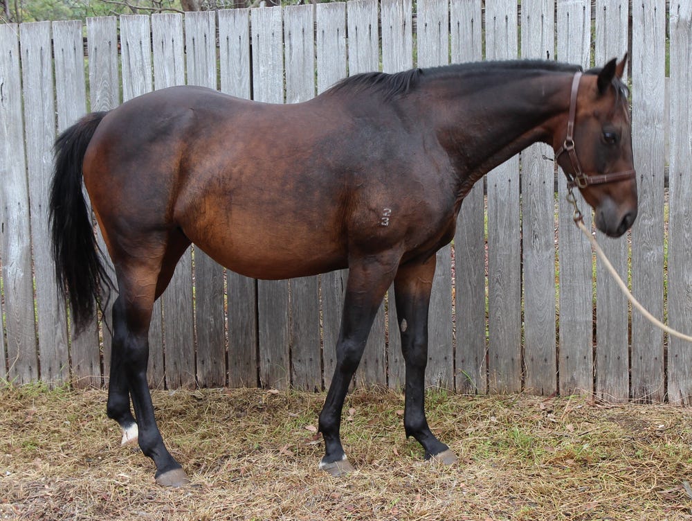 Ideal Allrounder Type — photo 2 of 3