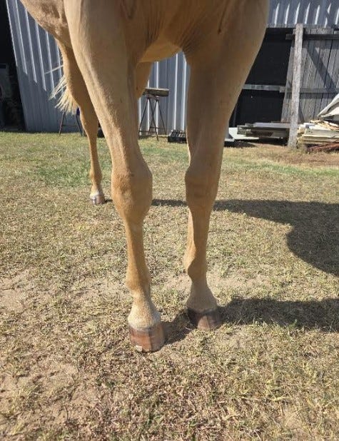 Registered Palomino Quarter Horse Filly — photo 3 of 5