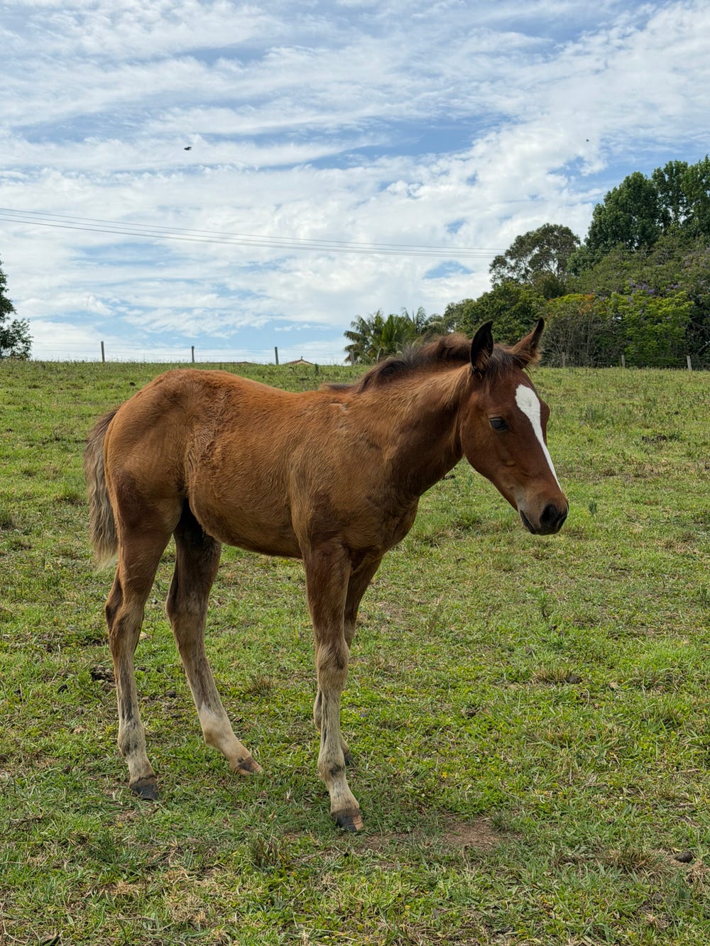 Scout — photo 2 of 3
