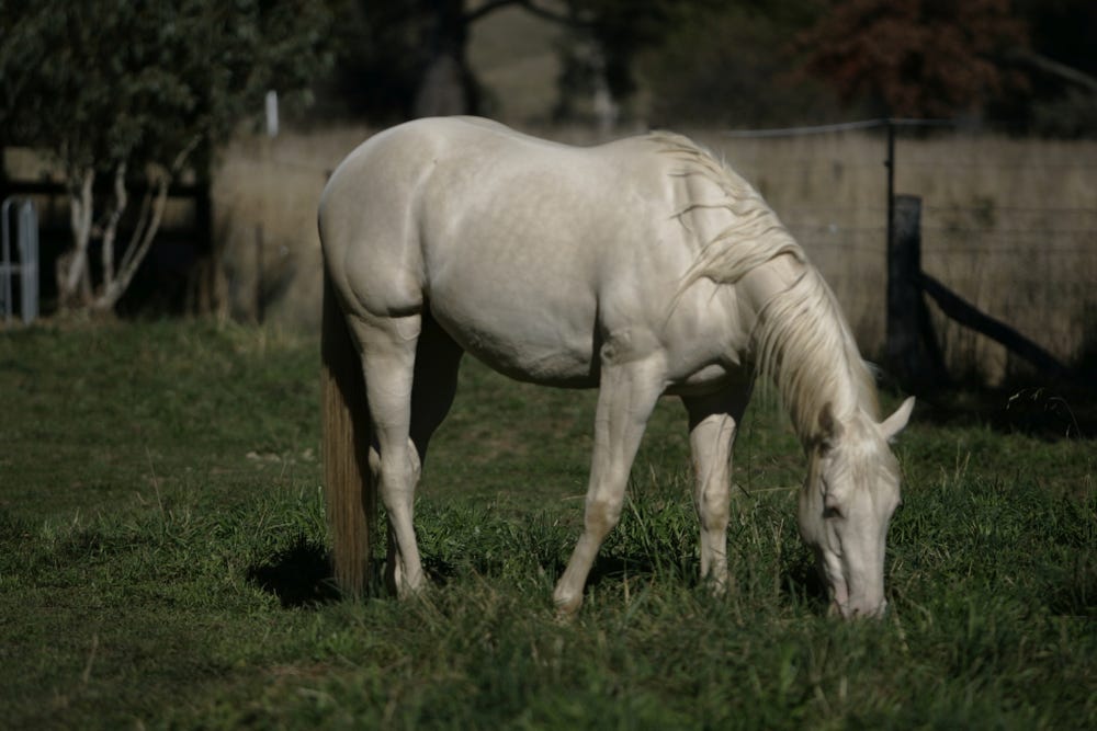 ASB Stallion GLACIAL GOLD (USA) — photo 3 of 5