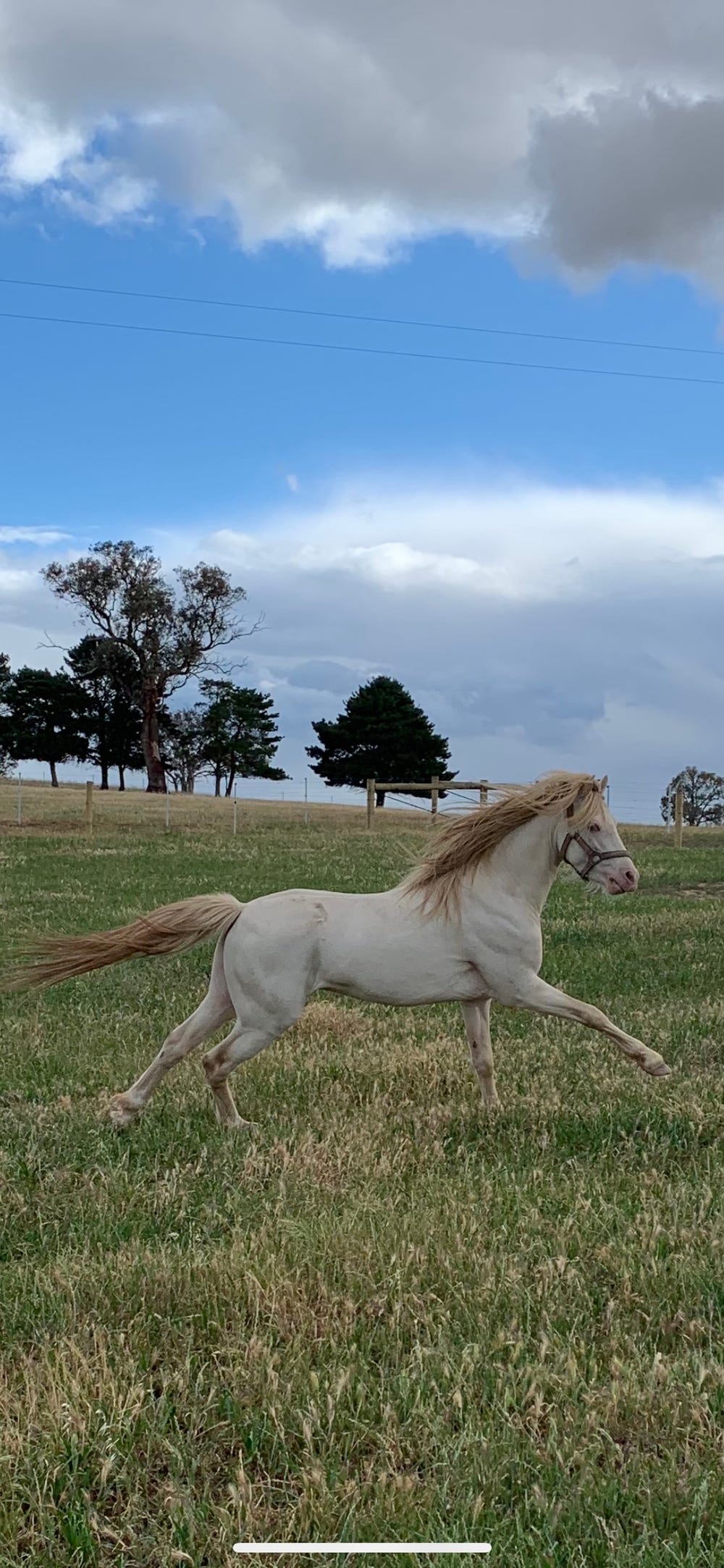 Welsh B Perlino Stallion — photo 3 of 5