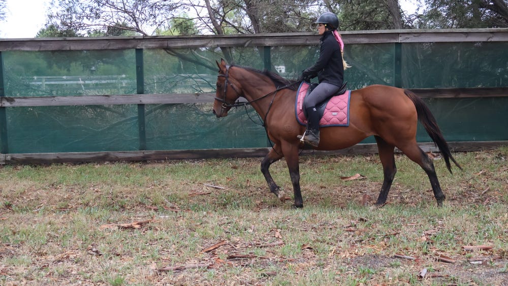 Pretty allrounder — photo 3 of 3