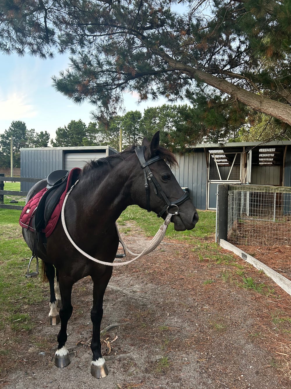 Dream Pony — photo 3 of 5