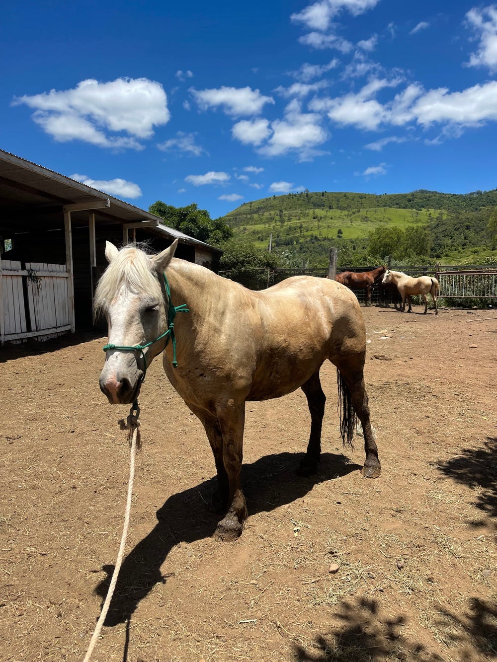 Heavy Set Haflinger x — photo 2 of 3