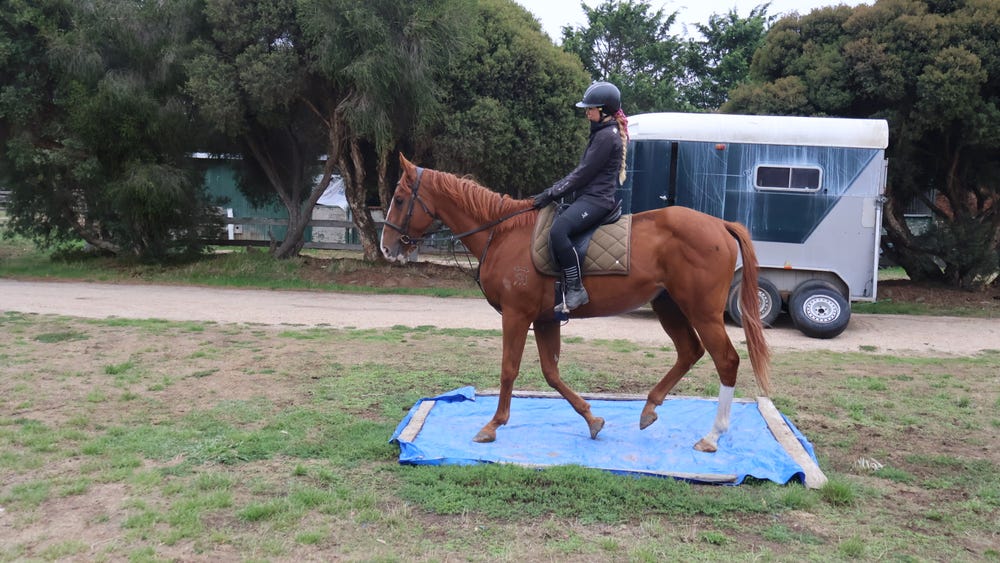 'Roman' - Chestnut gelding — photo 2 of 4