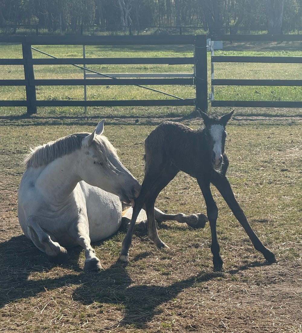 Accacia Park Eden In Foal — photo 3 of 5