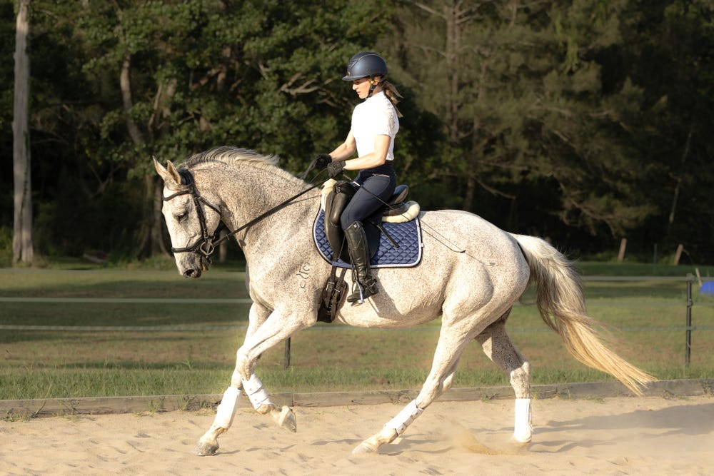 Performance Warmblood Mare — Warmblood (photo 4)