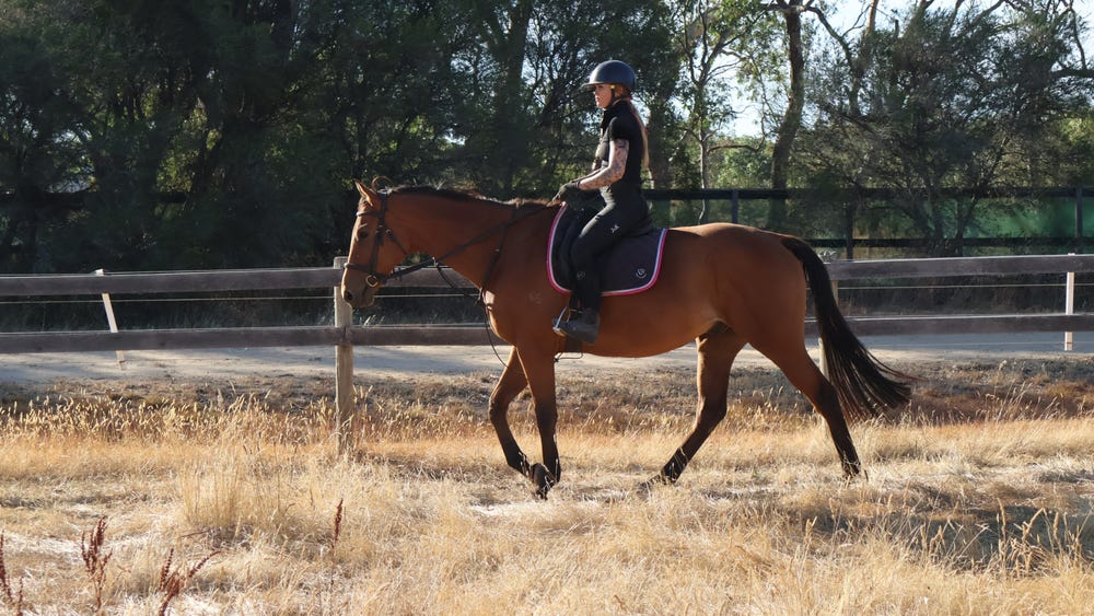 Sensible Gelding — photo 2 of 3