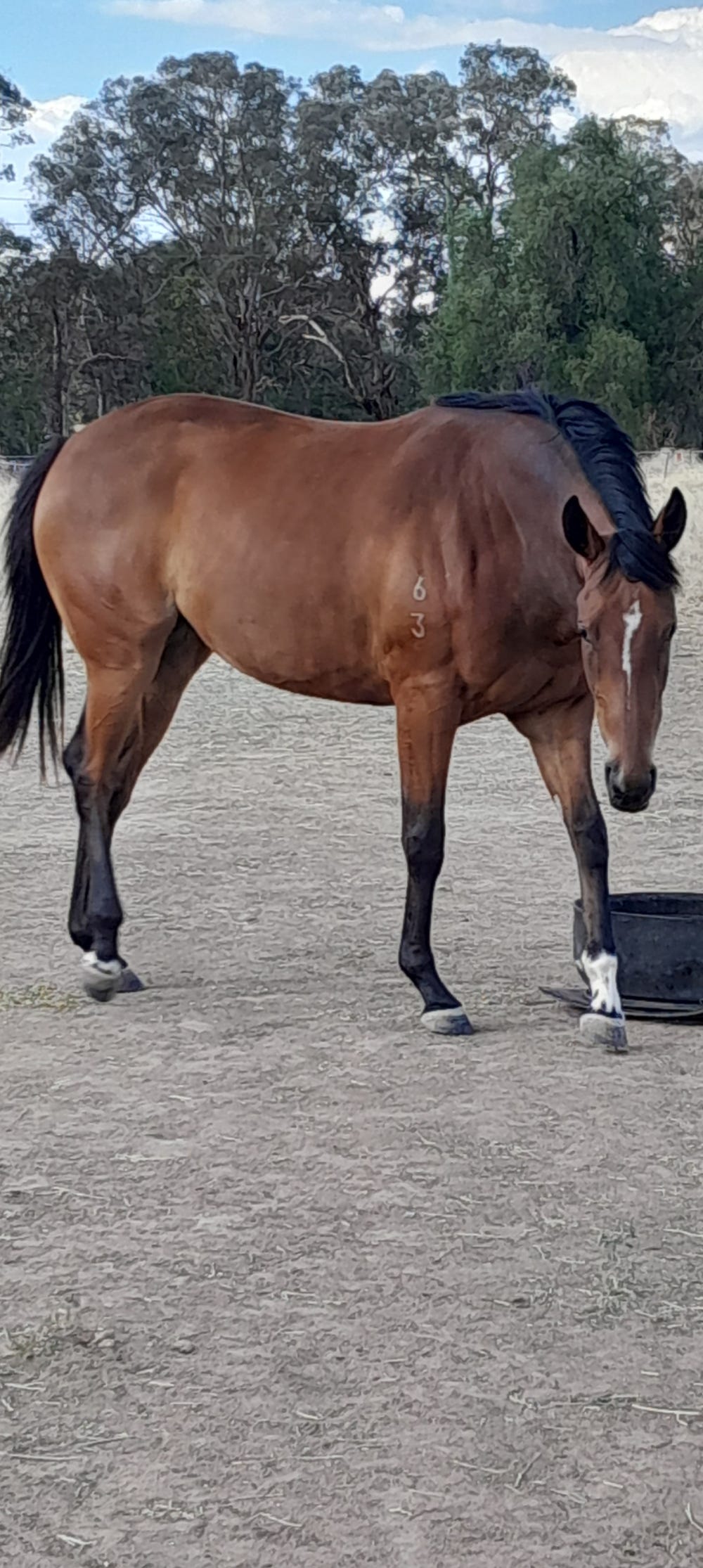 Reg TB Filly