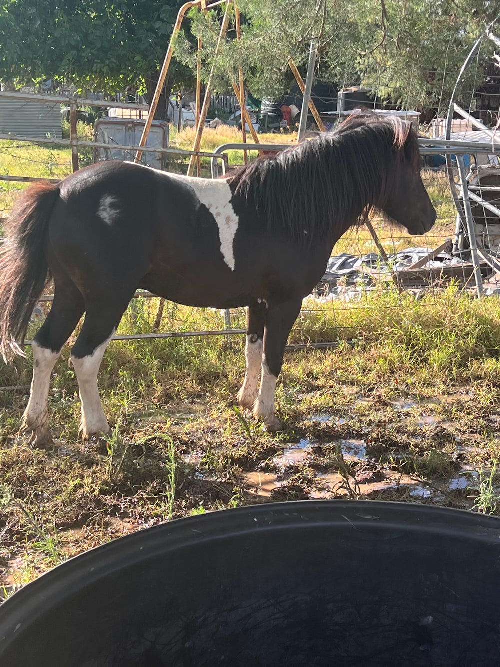 Project pony colts — photo 2 of 2