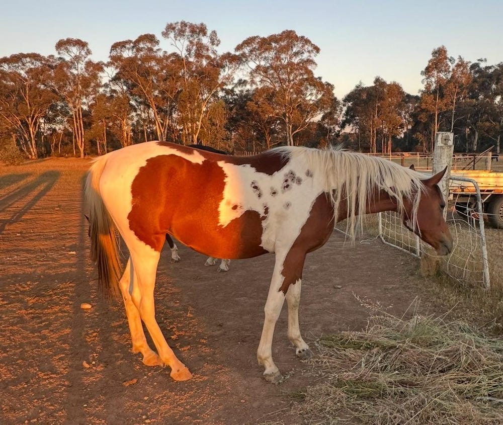 Part-bred Arabian Mare — photo 2 of 2