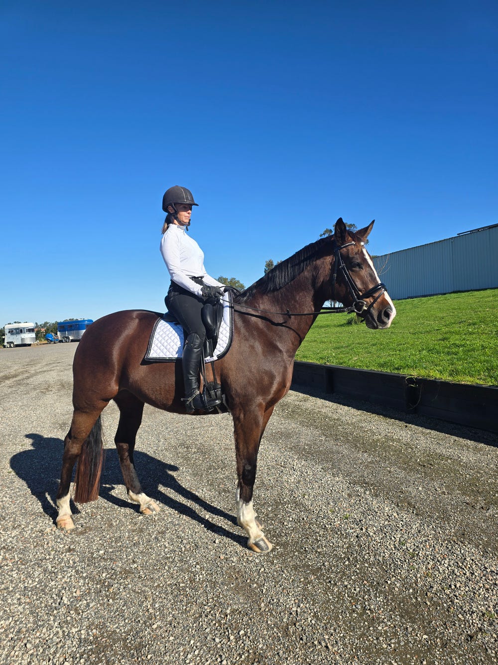Imported Hannoverian Mare — photo 2 of 5