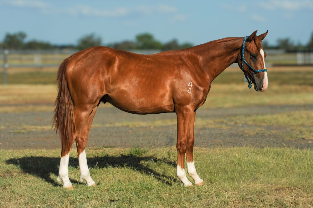 Registered QH Yearling Gelding