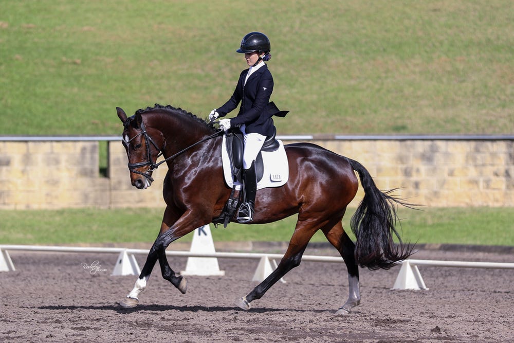Dressage Mare 16hh — photo 3 of 4