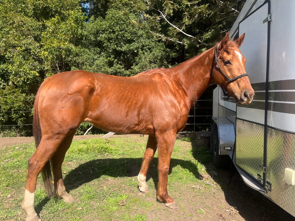 Mare and foal package — photo 2 of 3