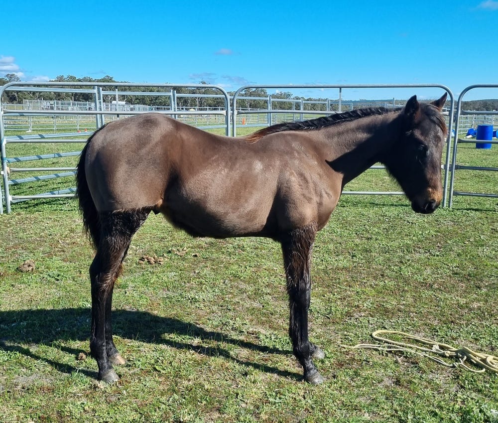 QH x TB Reg A1-14173 — photo 2 of 4