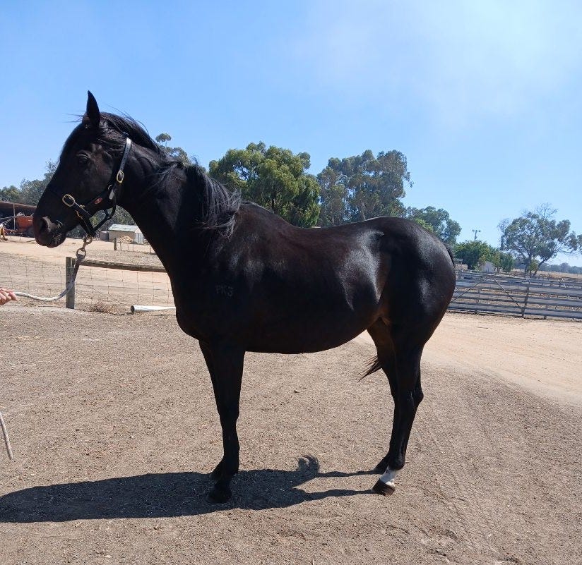 FREE: Thoroughbred Mare 9yo — photo 2 of 3