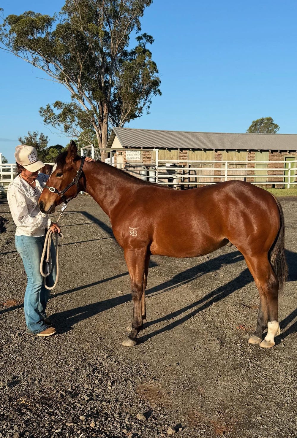 CUTTING OR COW HORSE PROSPECT QH GELDING