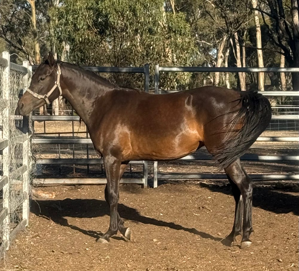 Part-bred Arabian Filly — photo 2 of 3