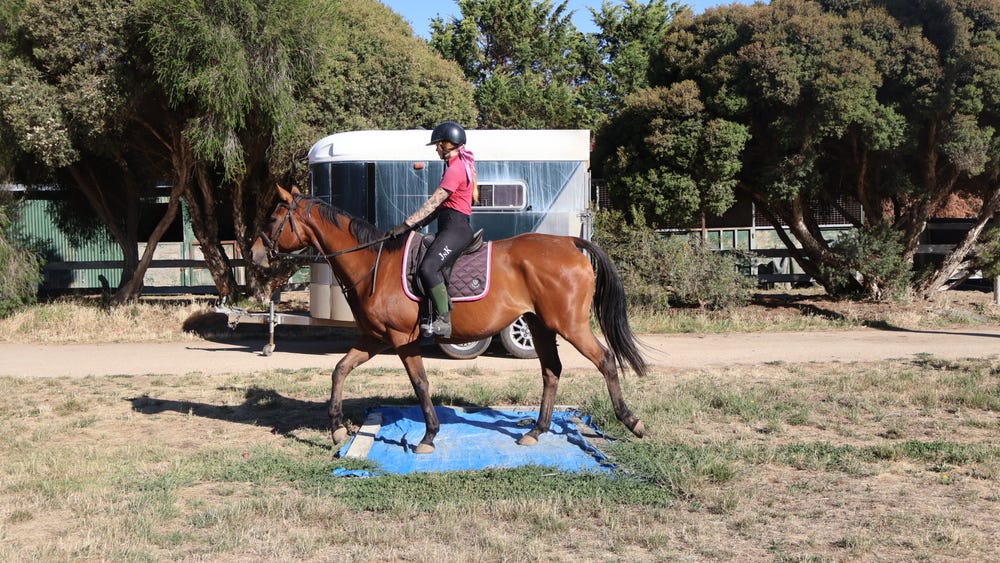 Laid Back Gelding — photo 2 of 3