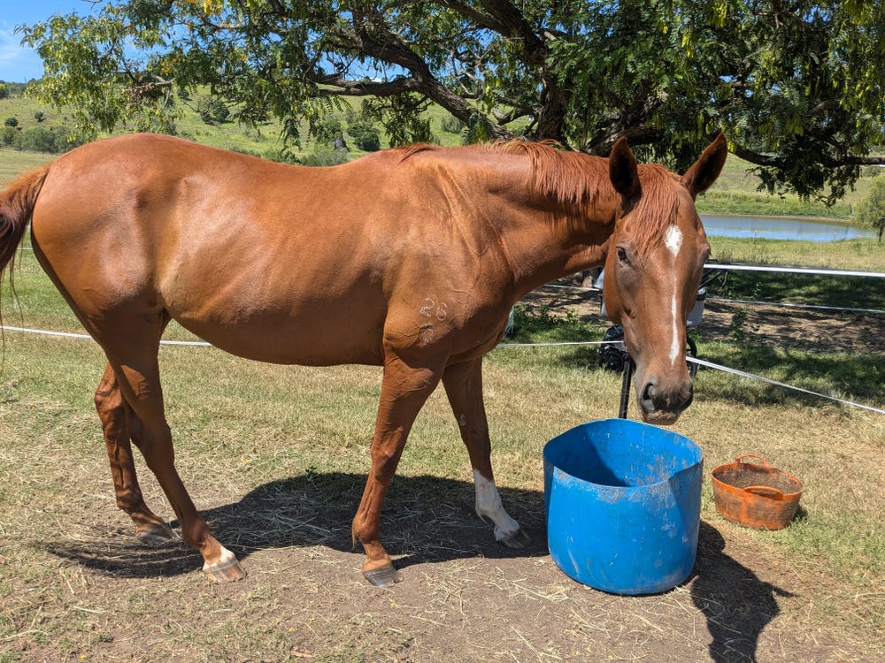 9yo TB Mare Allrounder Project — photo 2 of 3