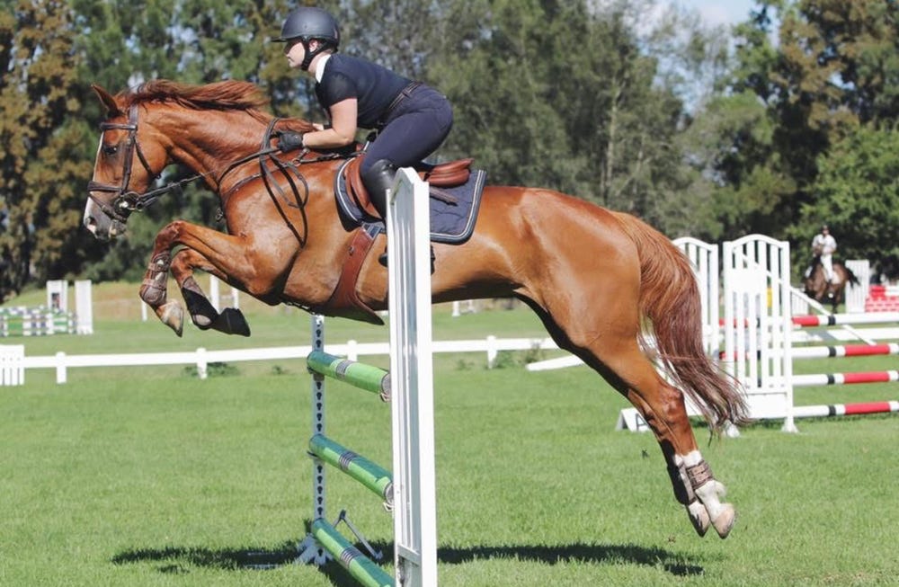 Showjumping Mare