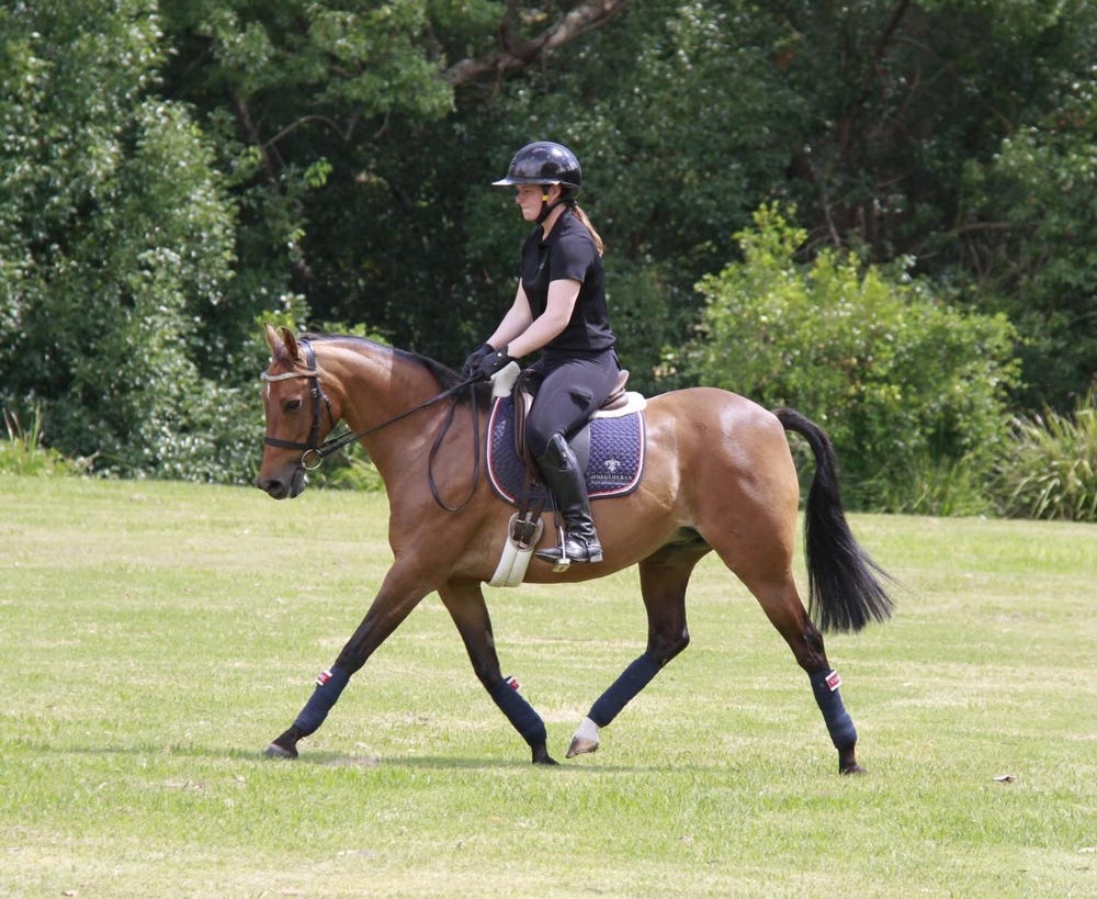 Show – Dressage – Showjumping – Pony Club – Fun All-Rounder — photo 2 of 5