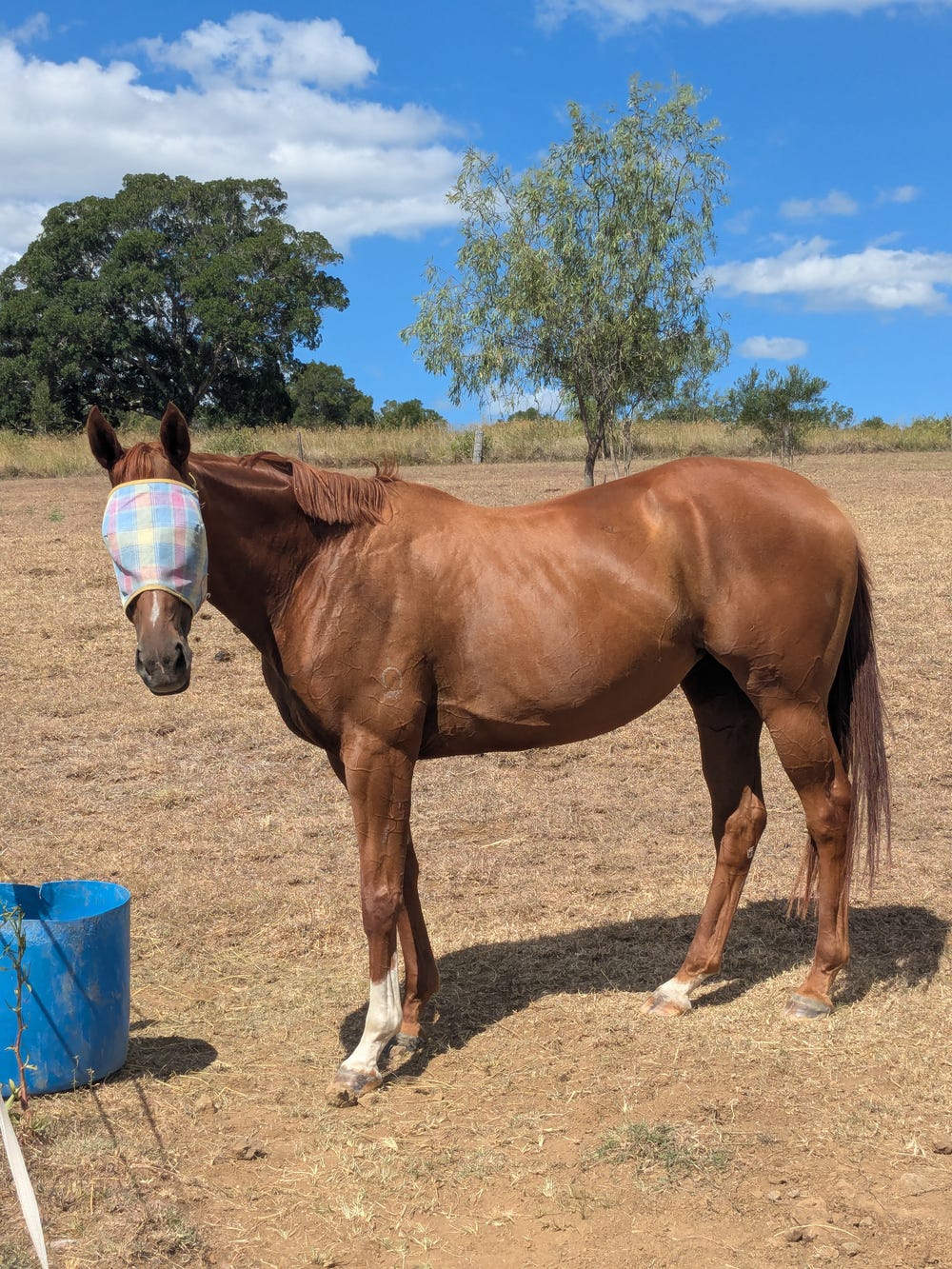 9yo TB Mare Allrounder Project — photo 3 of 3