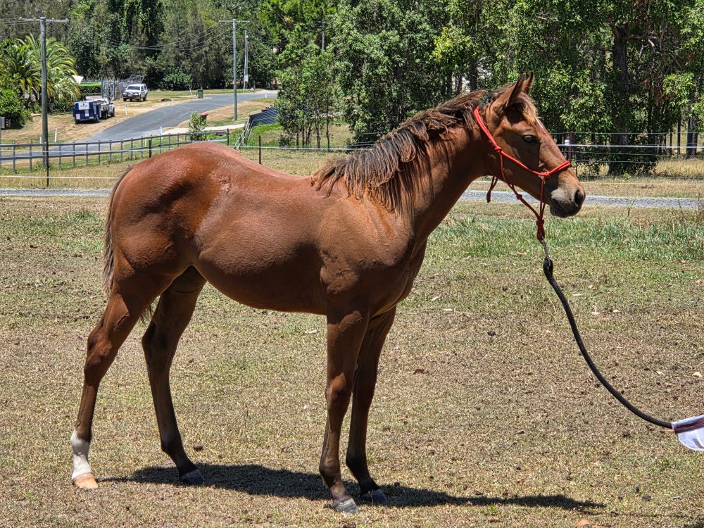 Stunning AQHA Filly Cow Horse