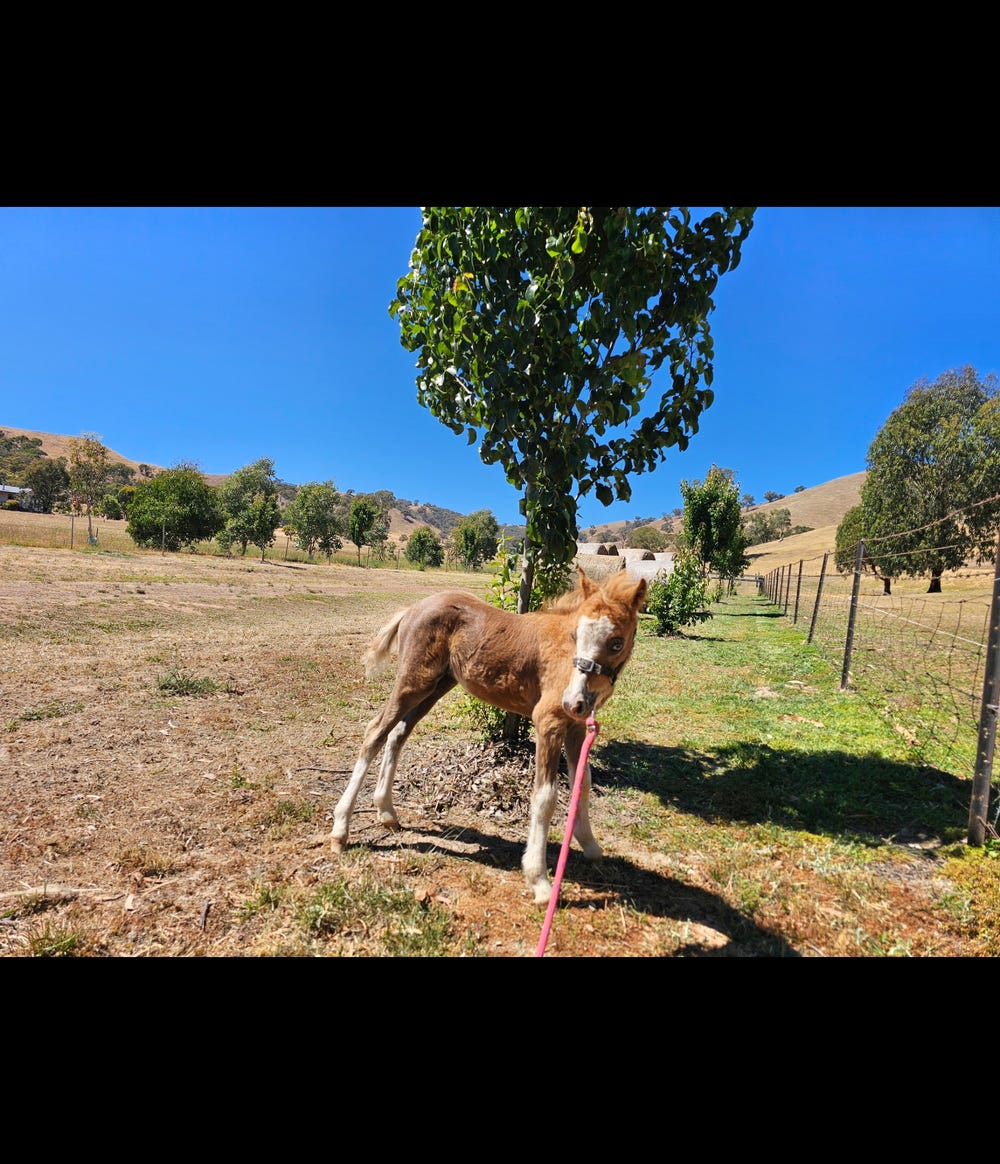 Miniature Horses Filly, Colt — photo 2 of 3