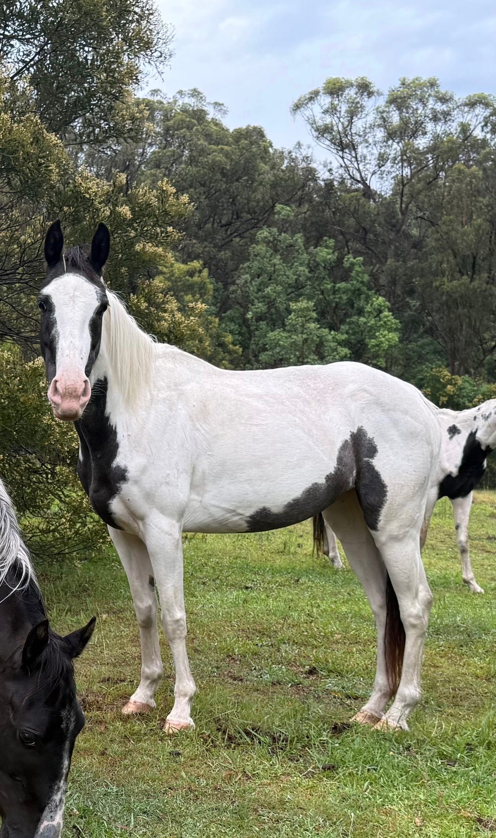 Sundae - Paint /Pinto Filly — photo 2 of 2