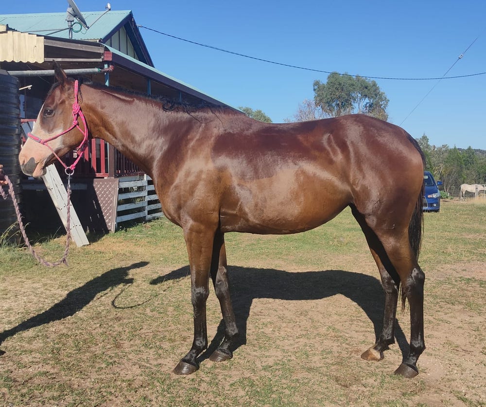 Beautiful Frame TB Broodmare — photo 2 of 3