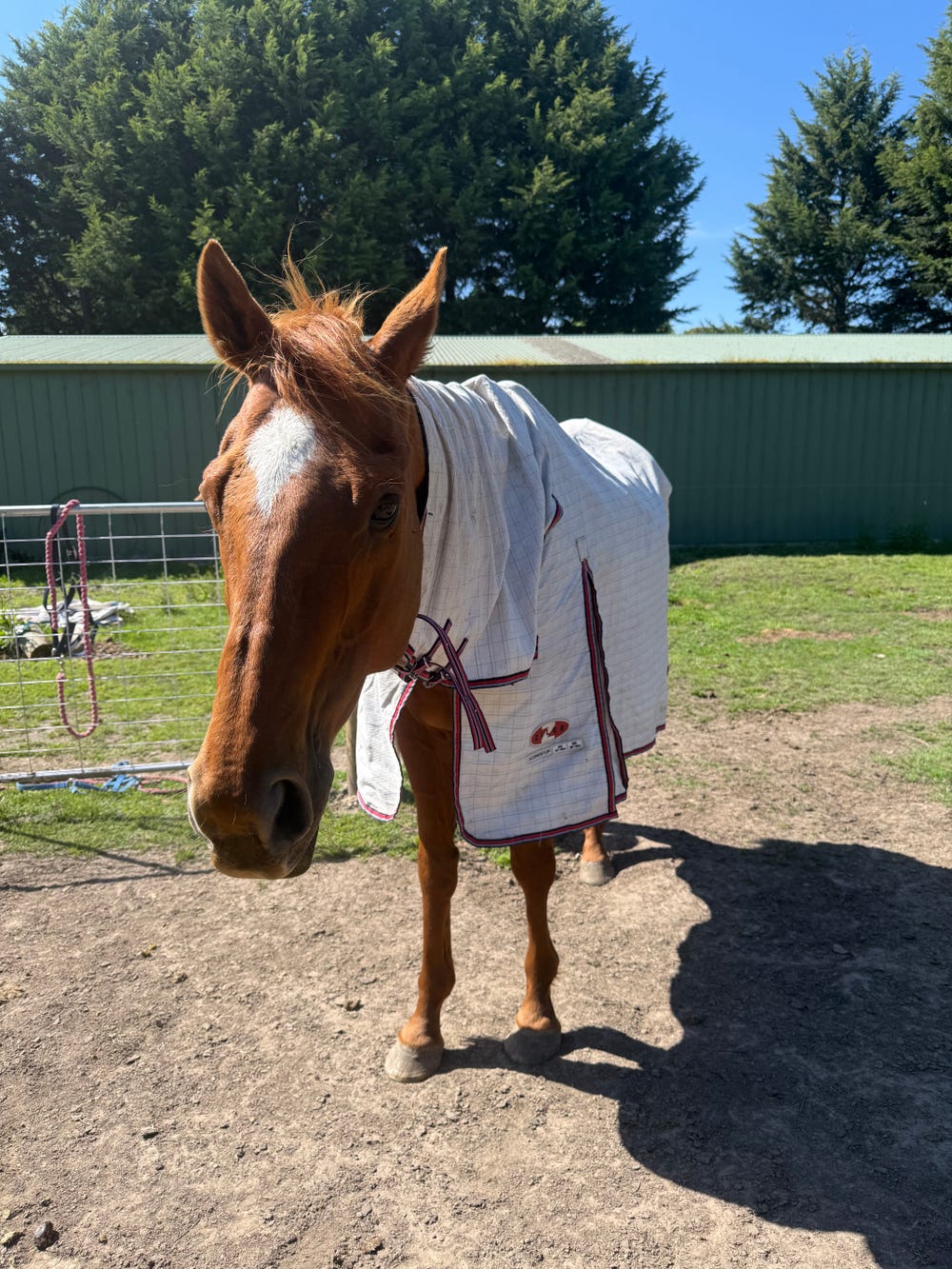 Beginner/Kids safe gelding — photo 2 of 2