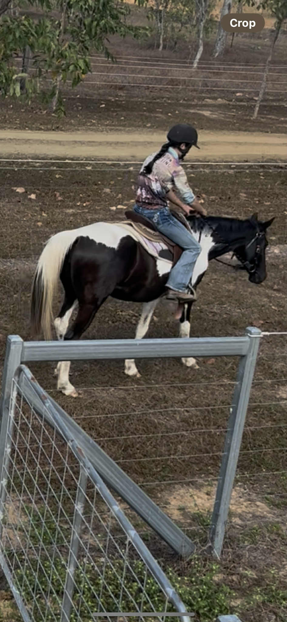 Paint x Stock Horse Mare — photo 2 of 3