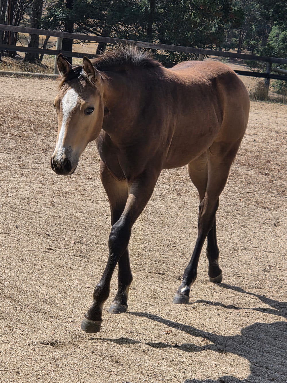 Vegas Goldrush AQHA Q-105771 — photo 3 of 3