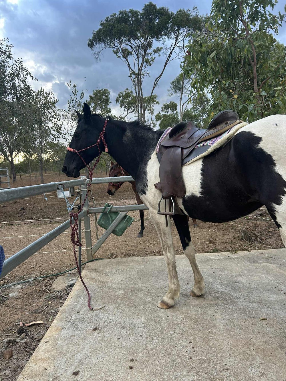 Paint x Stock Horse Mare — photo 3 of 3