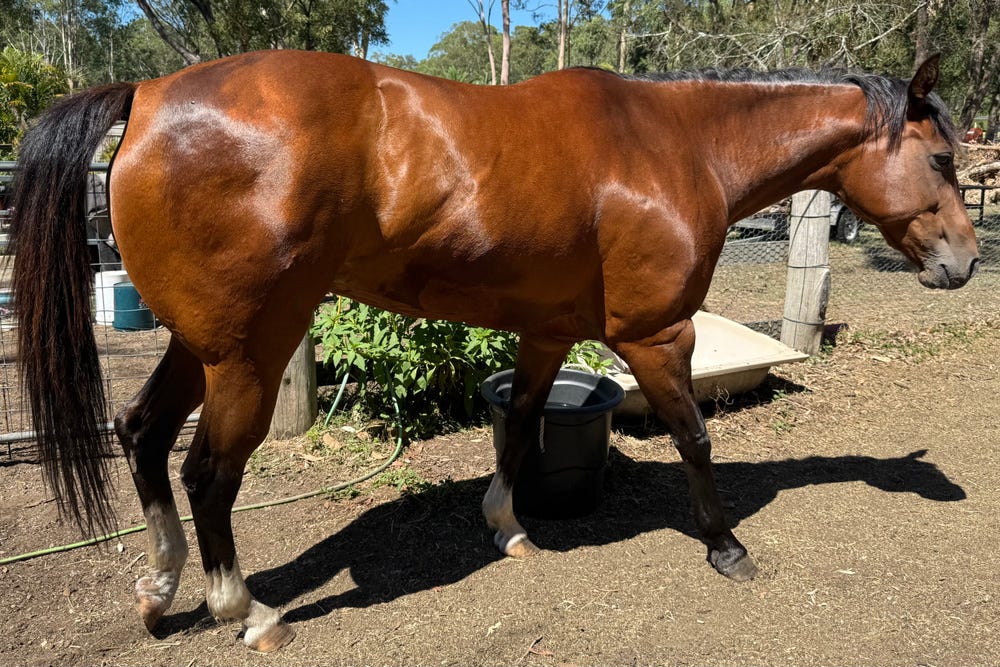 Beautiful broodmare potential