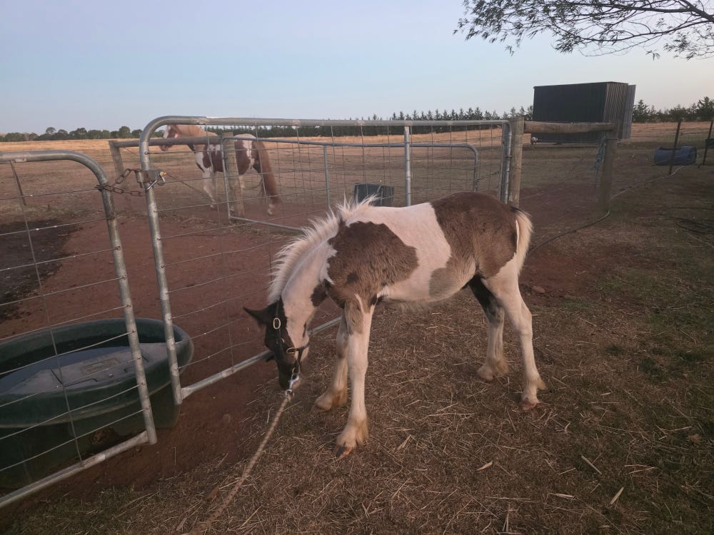Part-bred Gypsy Cob — photo 3 of 3