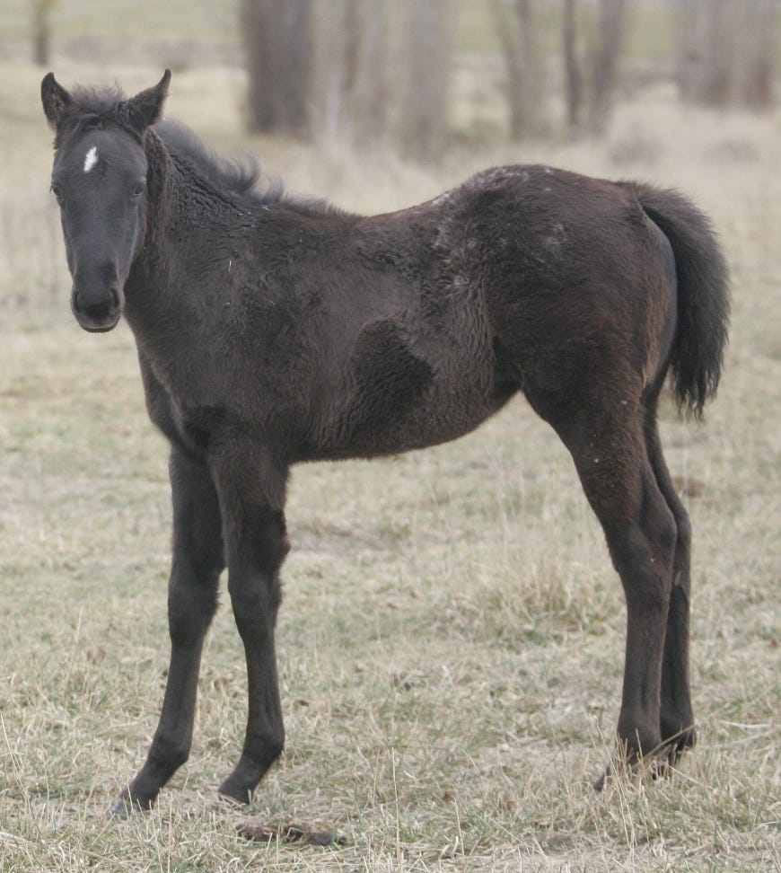 AAA rego mare IFT AAA — photo 3 of 3
