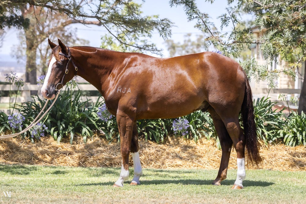 Quality 3yr old ASH/QH gelding professionally started — photo 3 of 5
