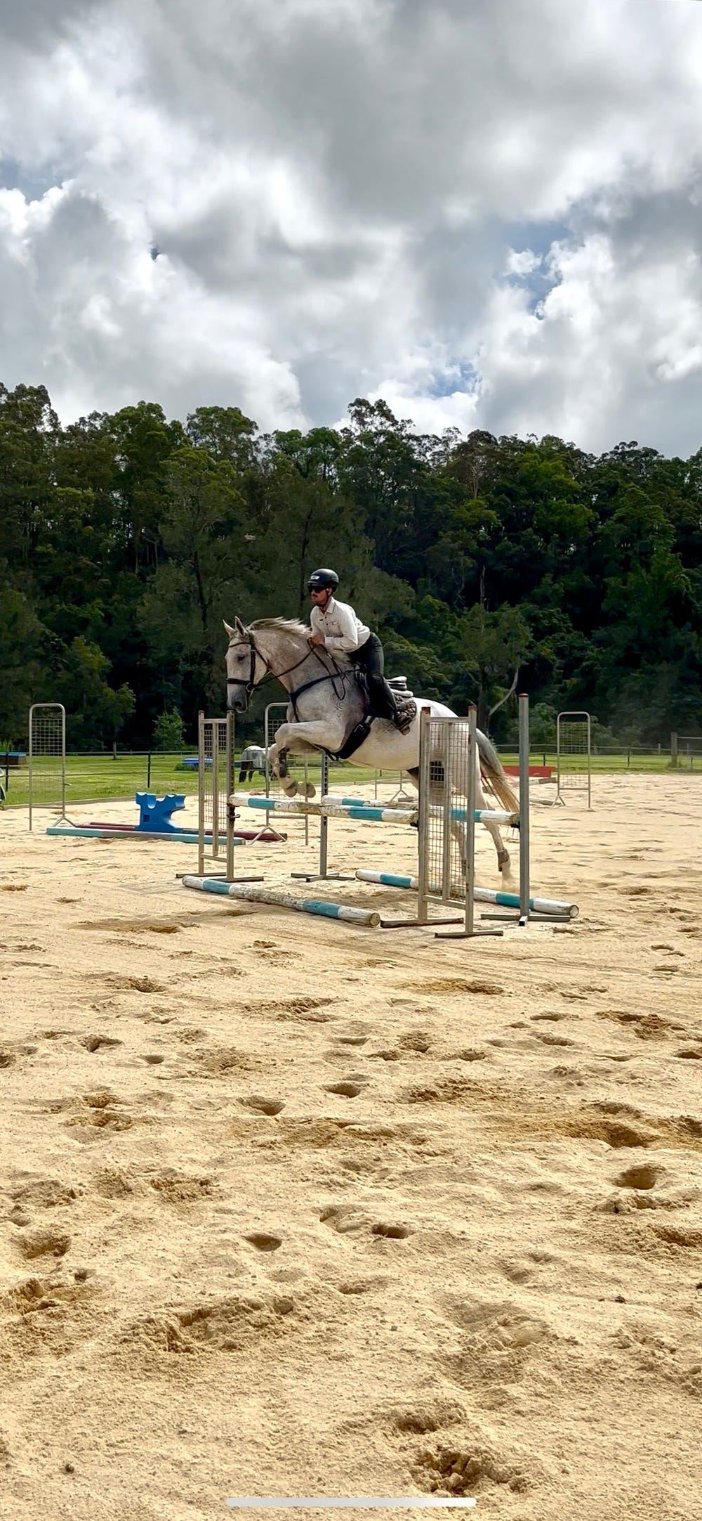 Performance Warmblood Mare — Warmblood (photo 5)