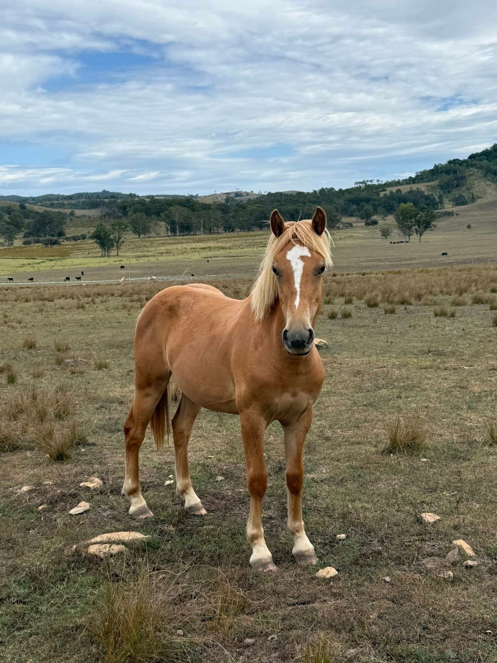 Purebred Haflinger Filly