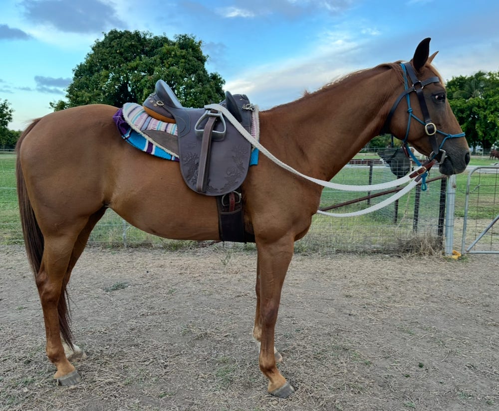 Chestnut ASH Mare