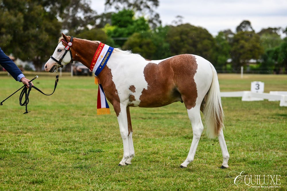 Carrah-Leigh Park Nigel — photo 3 of 5
