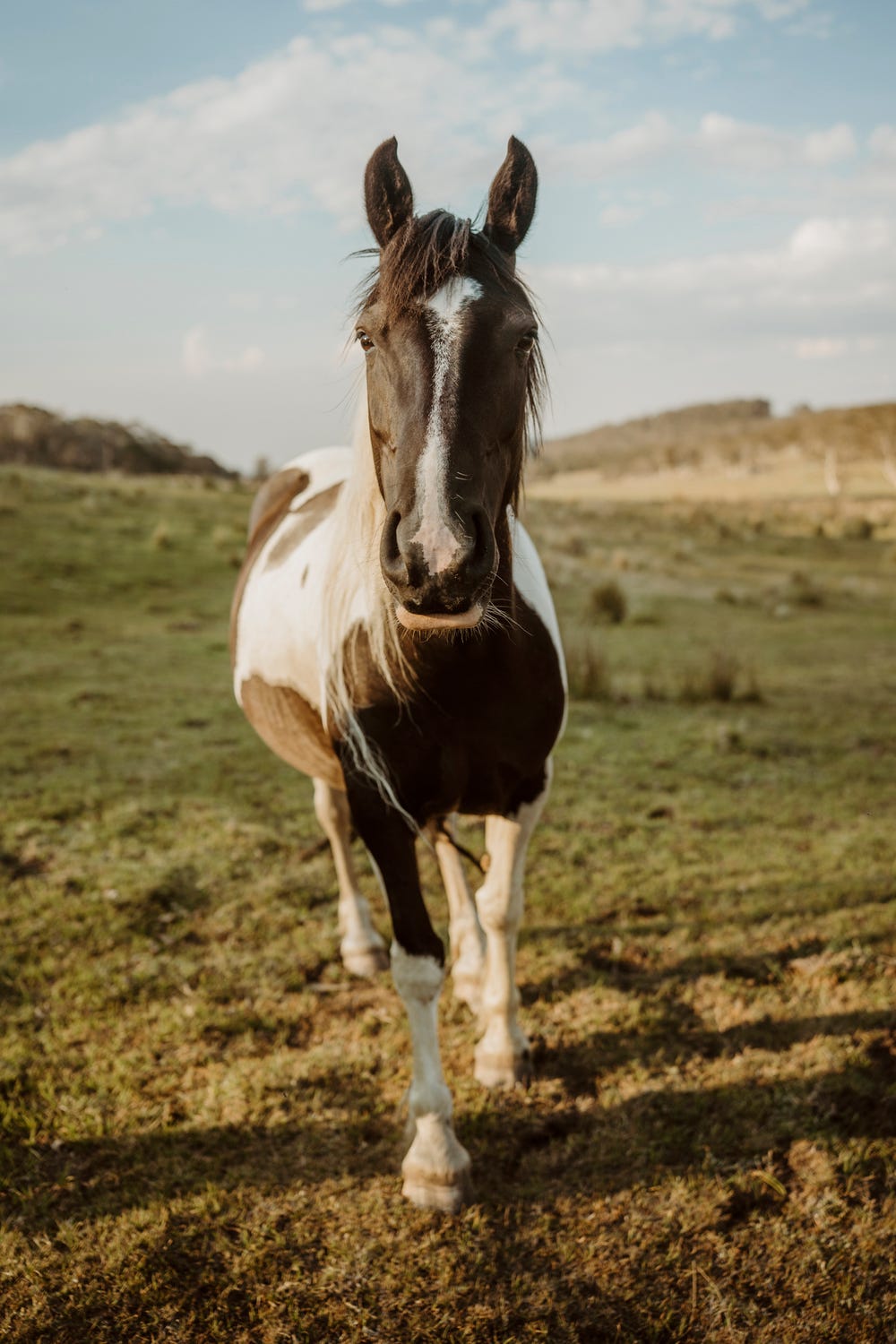 Crossbred Mare — photo 2 of 3