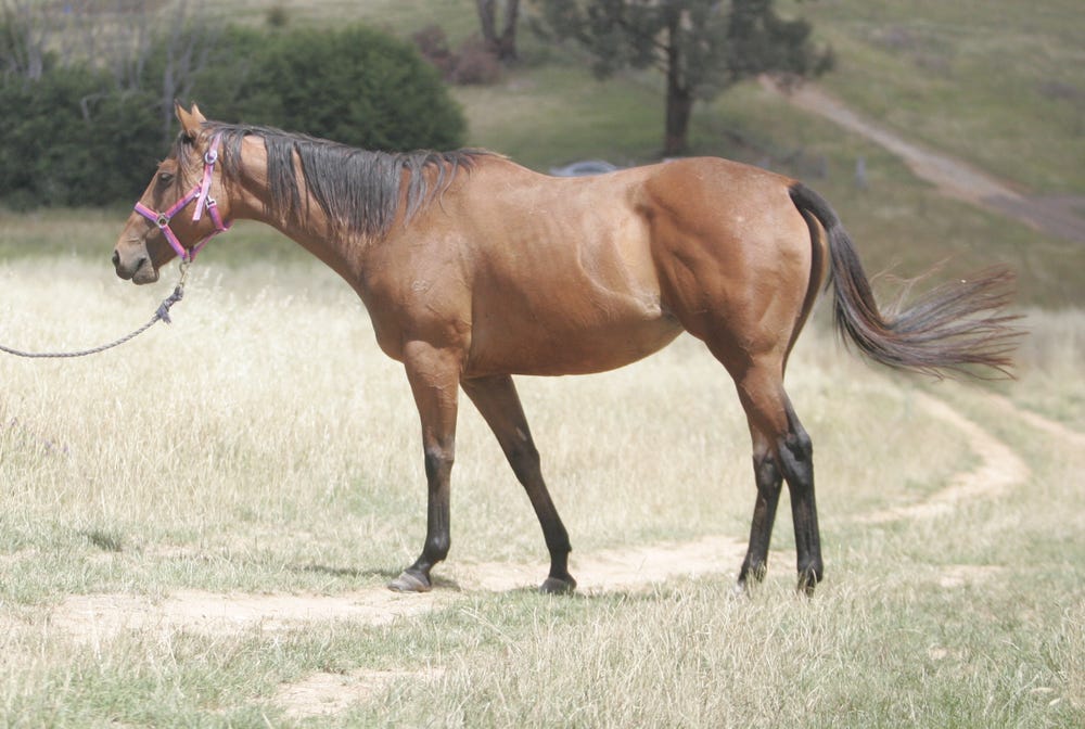 Temperament A+ IFT GlacialGold — photo 2 of 3