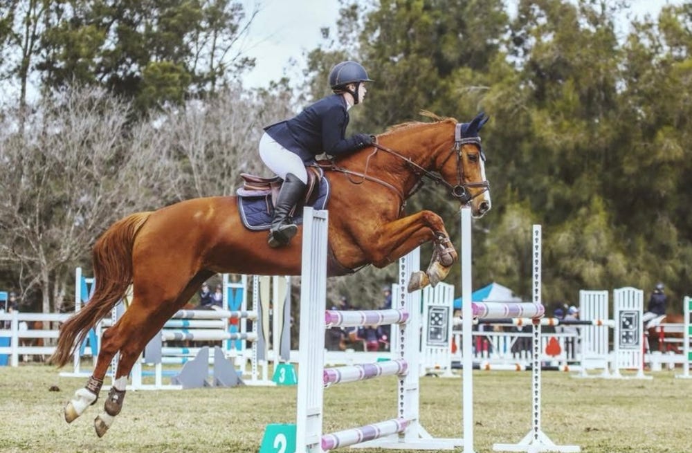 Showjumping Mare
