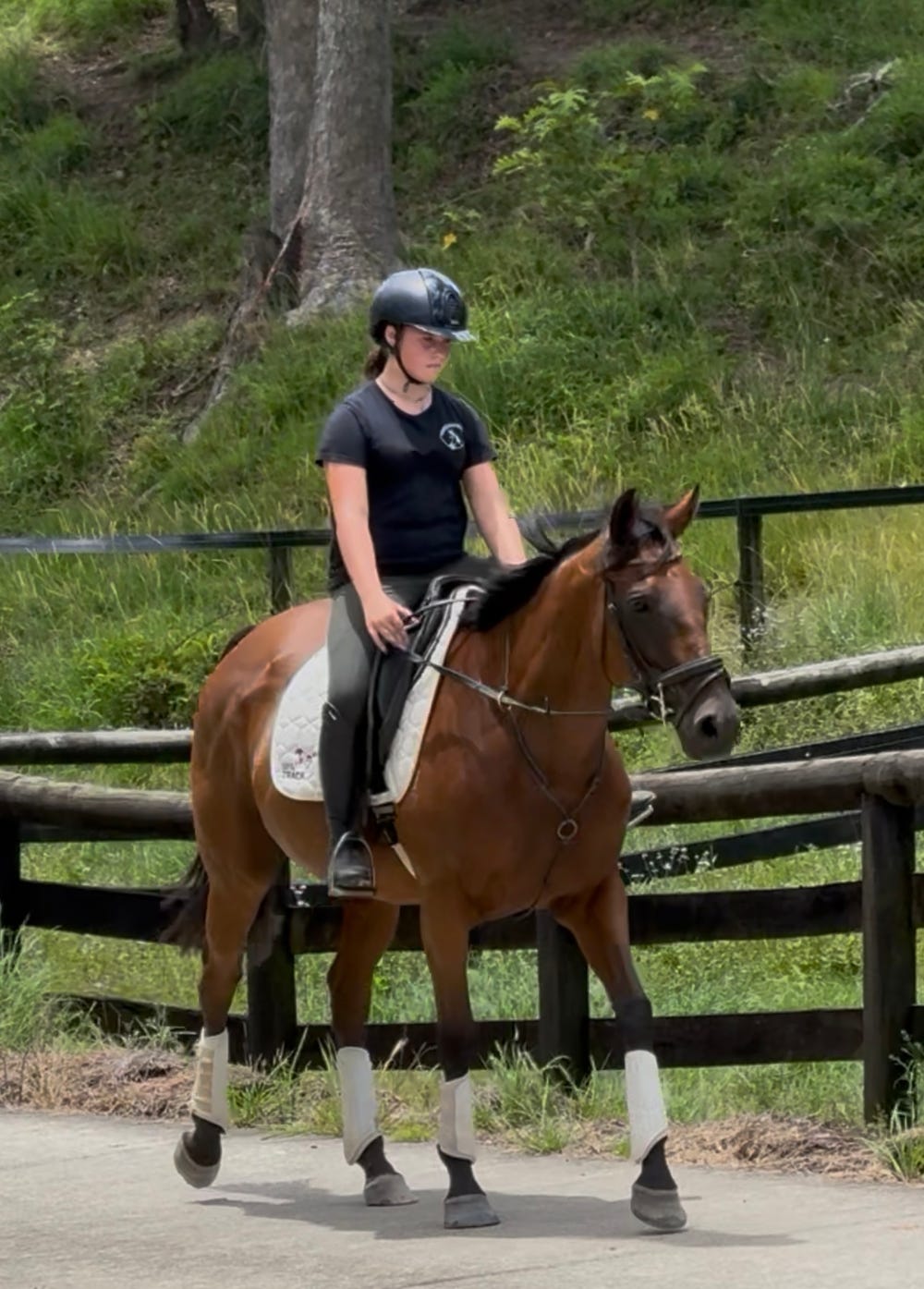 Courting Sara — Thoroughbred (photo 5)