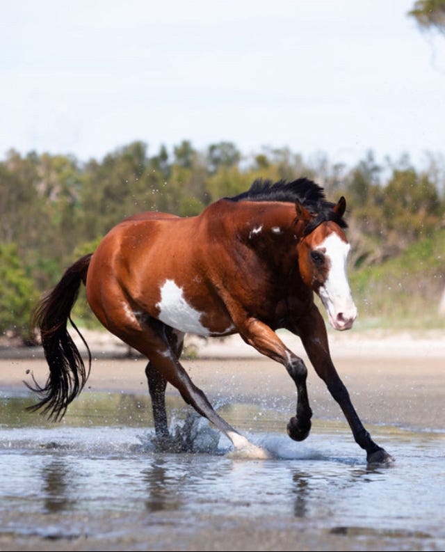 An Eventers Dream — photo 2 of 5
