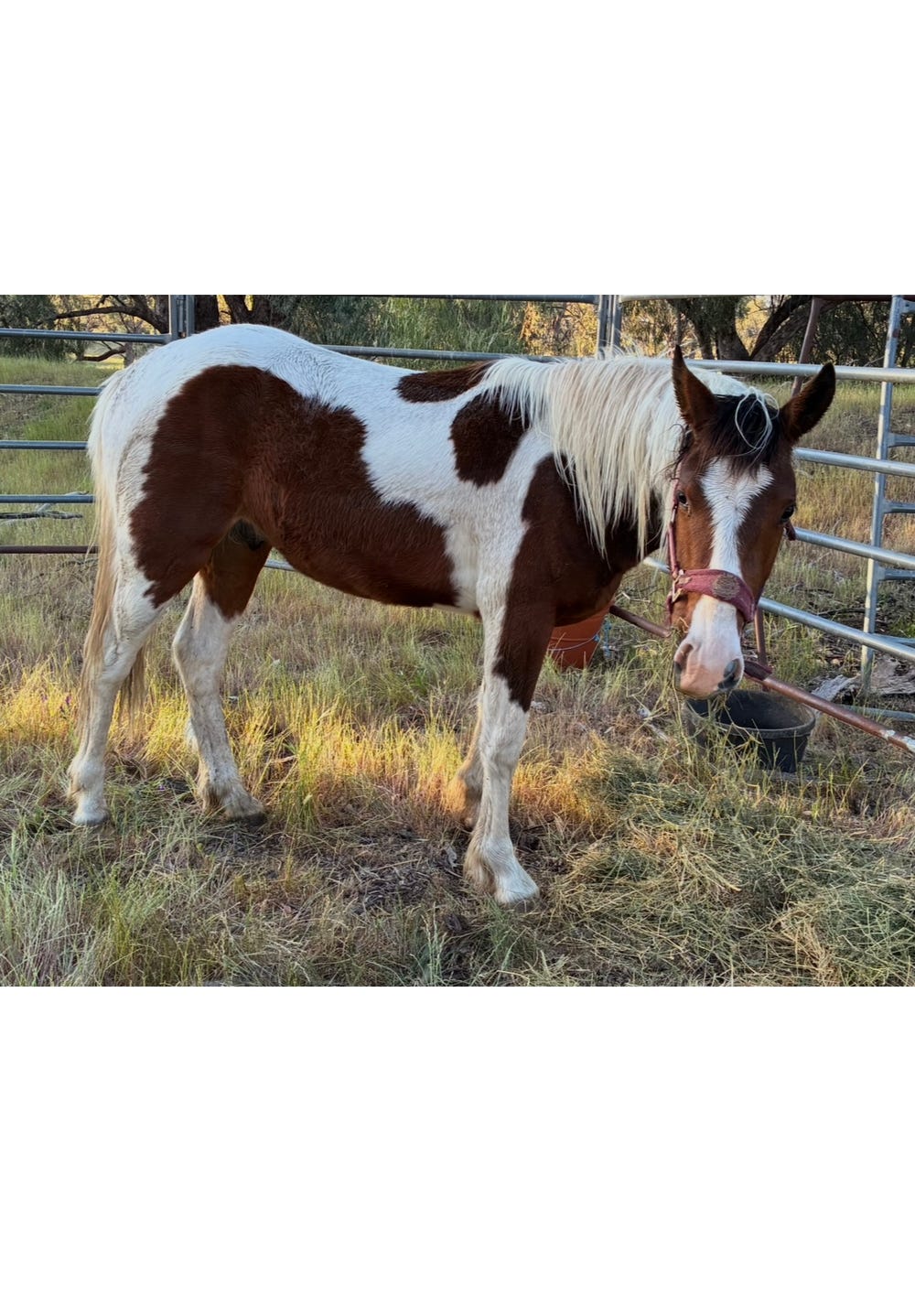 Clydesdale cross Paint — photo 3 of 3